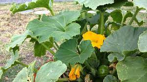 2 more photos view gallery. Kabocha Japanese Pumpkin Youtube