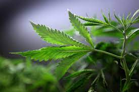 If a given species of butterfly or moth cant find their particular host plants in an area, it will die out in that area. California Marijuana Legalization Faces Unlikely Foe In Pot Growers Fortune