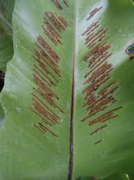 Image result for Asplenium aethiopicum