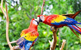 , love birds hd wallpapers beautiful loving birds wallpapers hd 1024×768. Kiss Romantic Love Birds 1280x800 Download Hd Wallpaper Wallpapertip