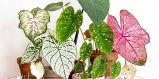 Jenis tanaman hias daun terpopuler, ruangan indoor maupun outdoor jadi lebih asri dan anggun. 7 Jenis Tanaman Hias Keladi Termahal Di Indonesia Dengan Warna Aduhay Diadona Id