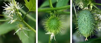 Fresh, fruit, healthy, natural, organic, pineapple, tropical, tropical fruit, texture, edible, leaves. Wild Cucumber Echinocystis Lobata Wisconsin Horticulture