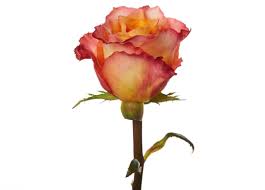 Free spirit is a stunning performer and one of our favorite roses. Free Spirit Rio Roses