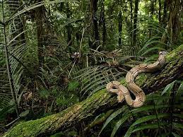 Jungle Snake Cobras