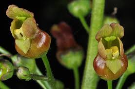 Image result for Scrophulariaceae