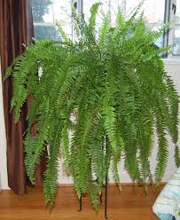 The Indoor Garden How To Care For A Boston Fern Autumn Boston Fern Indoor Boston Ferns Organic Gardening Soil