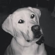 We did not find results for: Our Labs Southwest Iowa Home Facebook