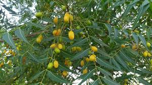 Image result for Azadirachta indica
