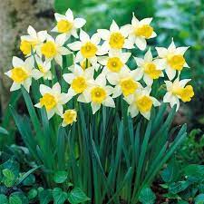 Narcisi giallo piccoli fiori giardino. Narciso Narcissus Bulbi Caratteristiche Del Narciso