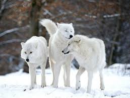Kurt Surusu Lideri Werner Freund Yasli Kurt Lakabini En Cok Hak Eden Amca Arctic Wolf Snow Wolf Animals