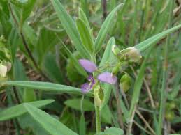 Image result for Polygala sphenoptera