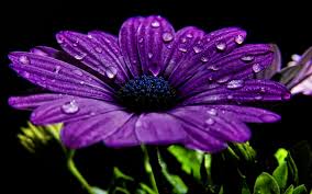 Check spelling or type a new query. 67 Purple Flowers Wallpaper On Wallpapersafari