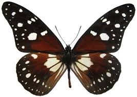 Image result for Secamone punctulata