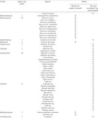 Image result for Cephalocroton mollis