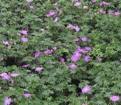 Image result for Geranium sanguineum Max Frei