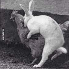 Fun fact: rabbits are extremely horny creatures once they are adults. They  will have sex with any creature they can. - 9GAG