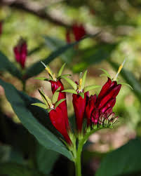 Image result for Loganiaceae