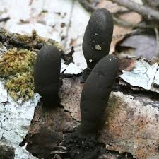 Image result for Xylaria polymorpha