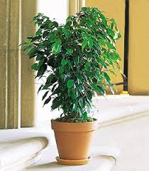Image result for Ficus variifolia
