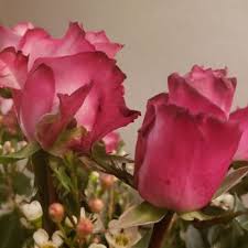 Place the cuttings in paper or plastic bags, and allow them to dry; Southwest Florist 10 Photos Florists 3580 Knickerbocker Road San Angelo Tx Phone Number Products Yelp