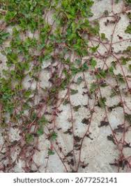 Image result for Merremia emarginata