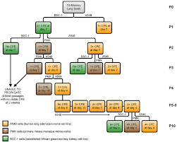 growth and propagation of tmadv in cell culture the flow