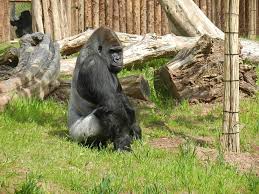 In 1870, the land for the present zoo. Saarbruecken Zoo Saarbrucken Tourist Attractions Tropter Com
