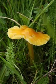 Bright Yellow Hygrocybe Persistens Mushroom By Anja Pilotin Pilze Gelber Pilz Und Blumen Pflanzen