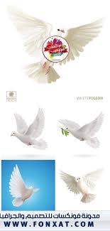 تحميل صور حمام اللون الابيض باعلى جودة تنسيق eps jpg vector file pigeon vector vector