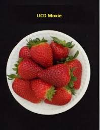 Office Of Research The Uc Patented Strawberry Cultivars