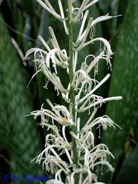Image result for Sansevieria hyacinthoides
