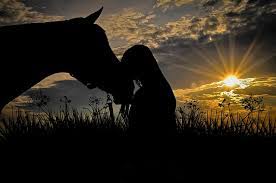 Can Horses See In The Dark Irish Sport Horse Magazine
