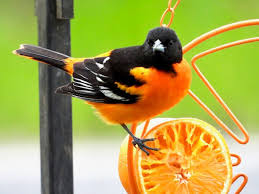 The favored method of feeding them their grape jelly was for them to perch on a limb nearby squawking and flapping their wings while dad mary g. Attracting Baltimore Orioles Put A Piece Of Orange And Some Jelly On Your Bird Feeder Newyorkupstate Com