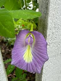 Image result for Clitoria