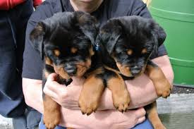 Puppies due november 3, 2011 accepting deposits! Precious Male And Female Rottweiler Puppies Text Now 805 283 7392 Hustsville For Sale Huntsville Pets Dogs