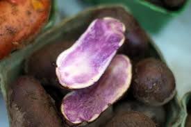 Russian Blue Potatoes Haystrom Farms Heirloom Produce Di Flickr