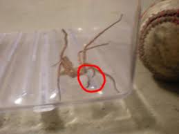 I have two cats they are not old, but i totally bit off more than i can chew. The Huntsman Spider Is His Bite Dangerous To Humans