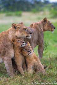 Family Hug Animals Cute Animals Animals Beautiful