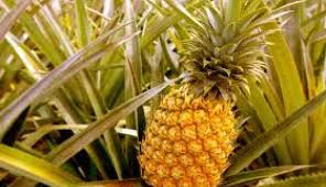 Adapun cara menanam bengkuang benar dan tepat menanam bengkuang yakni sebagai berikut : Budidaya Buah Nanas