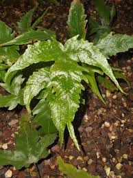 Image result for Tectaria angelicifolia