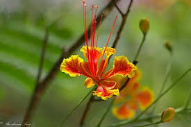 Image result for Caesalpinia rubra