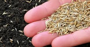 This will help to increase the chances of survival of the growing grass from the seeds that you sow. How To Sow Grass Seed For The Perfect Lawn Lovethegarden