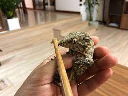宅男腐女的爱好导航。 地址发布页： landh.cyou 最新地址： ldh. å·¨ç‰© å·¨äººå®ˆå®«é¥²å…»æŒ‡å— Reptilestar