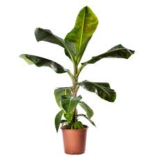 Image result for Musa acuminata