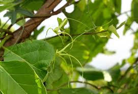 Image result for Trochomeria macrocarpa