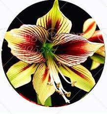 Maybe you would like to learn more about one of these? Buy Generic True Amaryllis Bulbs Japanese Hippeastrum Flowers Bonsai Rare Flower Bulbs Barbados Lily Bulbs Home Garden Plant 1 Bulbs Online At Low Prices In India Amazon In
