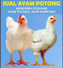 Image result for Jual Ayam potong di bekasi utara