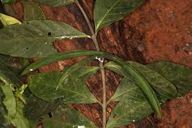 Image result for Funtumia