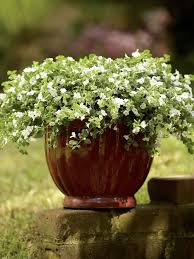 Image result for Sutera debilis