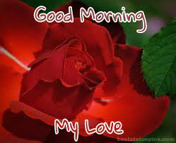 I'll be your shelter of love every day of eternity. 151 Good Morning Romantic Red Rose Images And Pics Best Status Pics